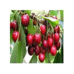 Pomi fructiferi cireș Van