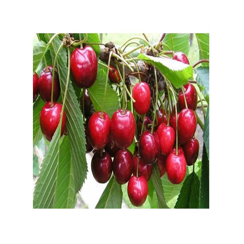 Pomi fructiferi cireș Van