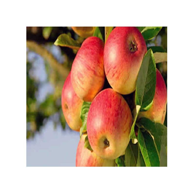Pomi fructiferi măr Generos