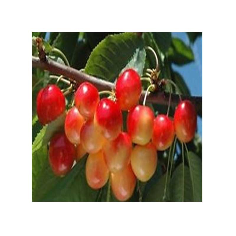Pomi fructiferi cireș Vega