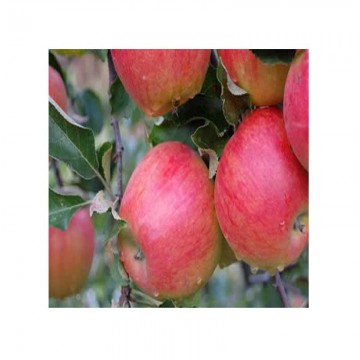 Pomi fructiferi măr Jonagold