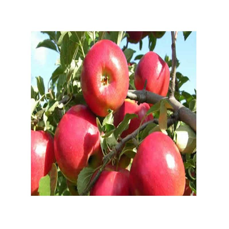 Pomi Fructiferi măr Idared