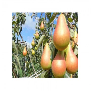 Pomi fructiferi păr Jubileu 50