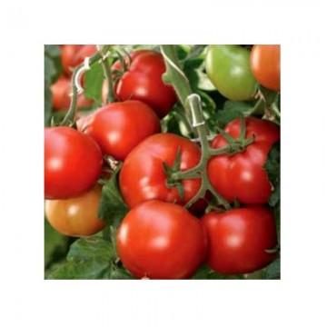 Semințe Tomate Qualitet F1 500 sem.