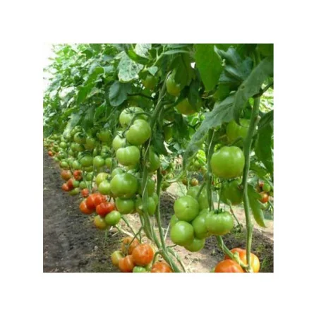 Semințe Tomate Gravitet F1 500 sem.