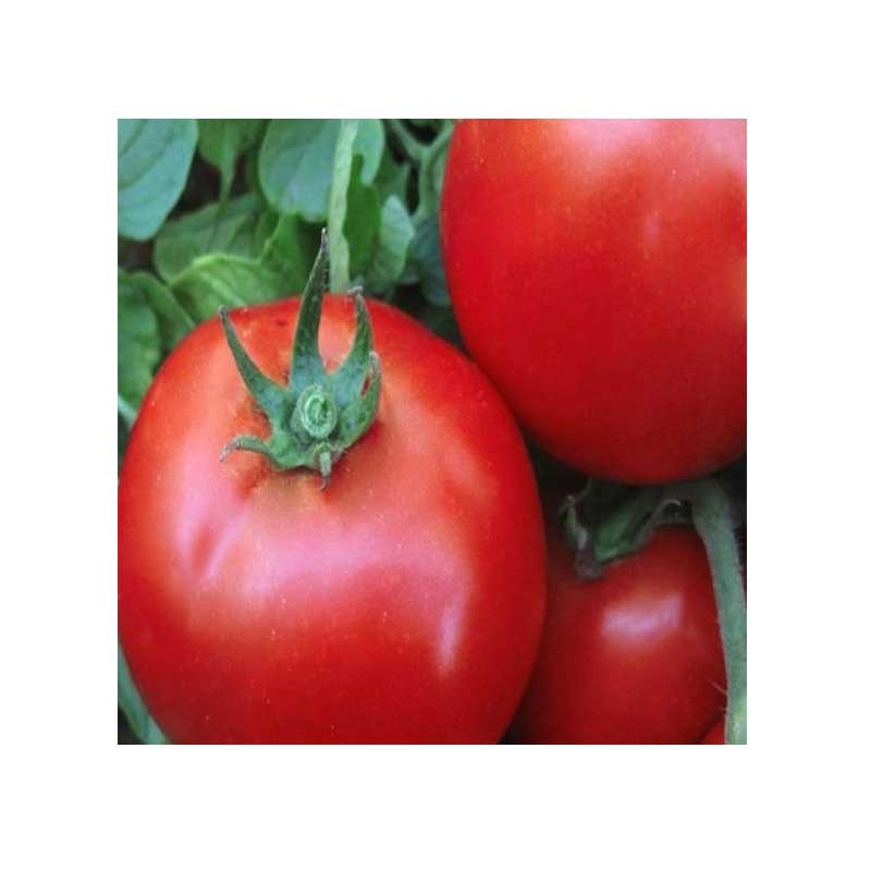 Semințe Tomate CRX 31005 F1 1000 sem.