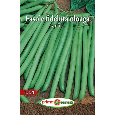 Seminte de fasole Wotter