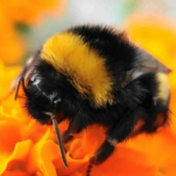 Polenizare biologica cu Bondari