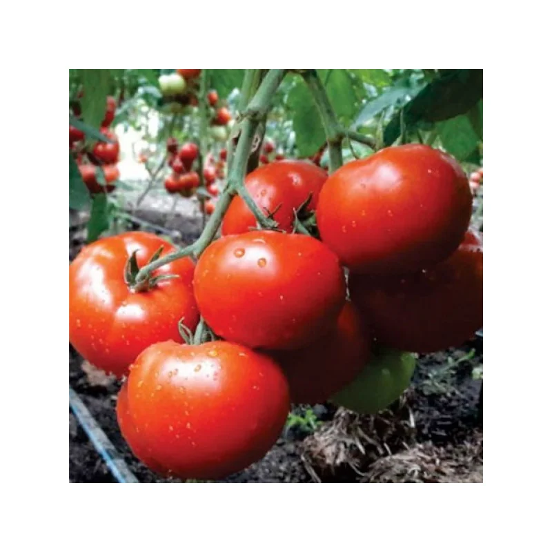 Seminte de tomate Kingset F1, 500 seminte, Syngenta