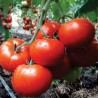 Seminte de tomate Kingset F1, 500 seminte, Syngenta