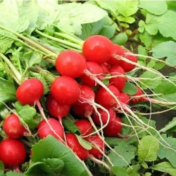 Seminte De Ridichi Sora, 100 Grame - Plantmaster - Maestrul Culturii Tale