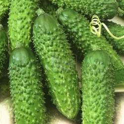 Seminte castraveti cornichon Sonate F1 10 gr - Plantmaster - Maestrul Culturii Tale