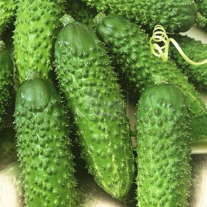 Seminte castraveti cornichon Sonate F1 10 gr - Plantmaster - Maestrul Culturii Tale