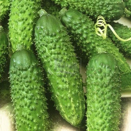 Seminte castraveti cornichon Sonate F1 10 gr - Plantmaster - Maestrul Culturii Tale