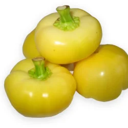 ARDEI NAGYKUTI 500 SEMINȚE - Plantmaster - Maestrul Culturii Tale
