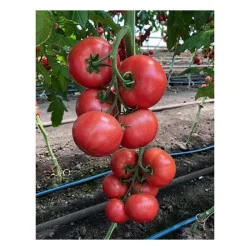 Seminte de tomate Roz Manusa F1 100sem