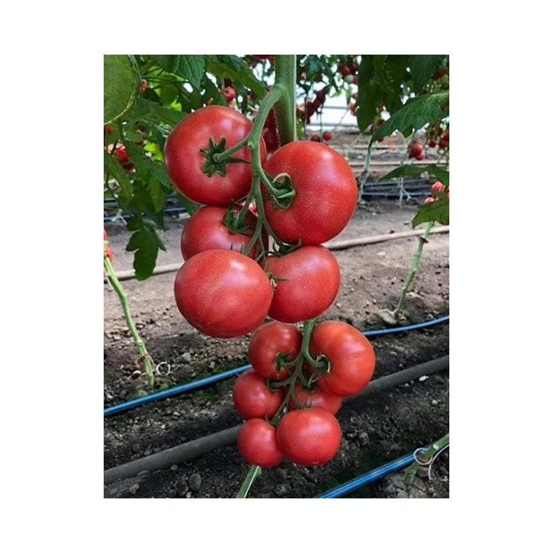 Seminte de tomate Roz Manusa F1 100sem