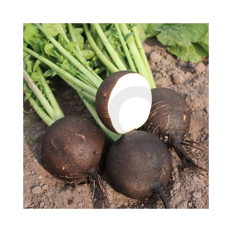 Ridichi de iarna negre Ronde Zwarte 50G
