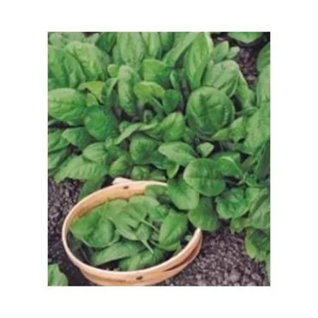 Samanta de spanac Nores, 100G