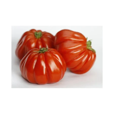 Seminte de tomate Rugatino RZ F1 100sem.