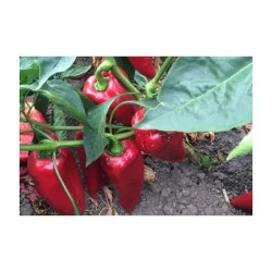 Seminte ardei Kapya Max 24389, Holland Farming 10gr