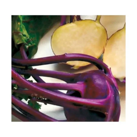 Seminte de gulioare Delicacy Purple, Holland Farming 10G