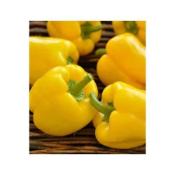Seminte de ardei gras California Wonder Yellow, Holland Farming 10G
