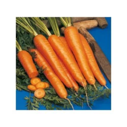 Seminte de morvoc Nantes 29350, Holland Farming 50G