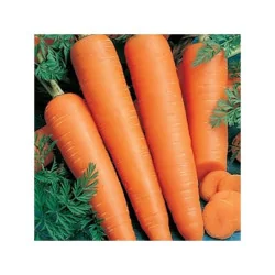 Seminte de morcov Flakkee 29500, Holland Farming 50Gr