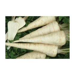 Seminte patrunjel de radacina Rebela Holland Farming 50 gr