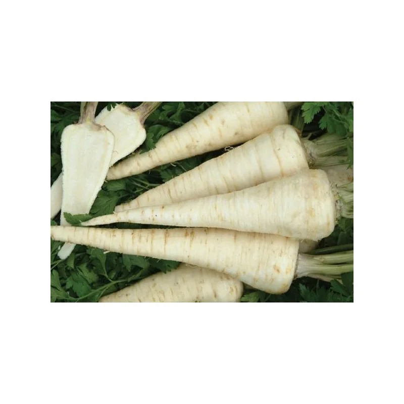 Seminte patrunjel de radacina Rebela Holland Farming 50 gr
