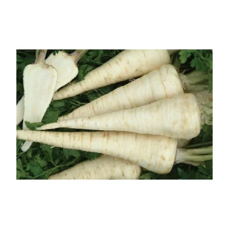 Seminte patrunjel de radacina Rebela Holland Farming 50 gr
