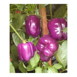 Seminte ardei Blocky Purple F1