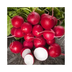 Seminte ridichi de luni Cherry Belle 25560, Holland Farming 50G
