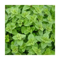 Seminte oregano, Agrosem 4Gr.