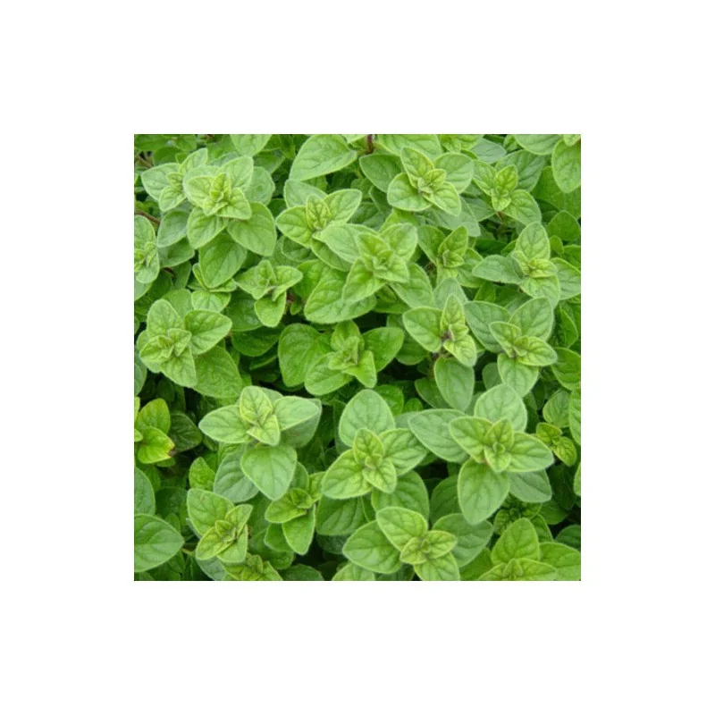 Seminte oregano, Agrosem 4Gr.