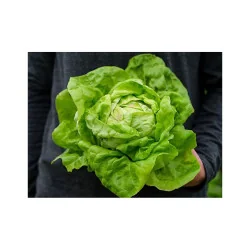 Seminte de salata- May Queen, Agrosem, 4Gr.