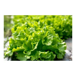 Seminte de salata creata - Gentilina, Agrosem 4Gr.