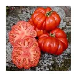 Seminte de tomate - Costoluto Fiorentino, Agrosem 4Gr.
