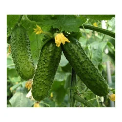 Seminte de castraveti Cornichon, Agrosem 4Gr.
