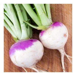 Seminte de napi comestibili - Purple Top White Glob, Agrosem 4Gr.