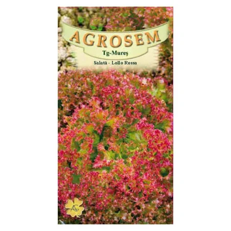 Seminte de salata - Lollo Rosa, Agrosem 4Gr.