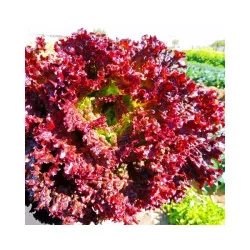 Seminte de salata - Lollo Rosa, Agrosem 4Gr.