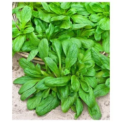 Seminte de fetica - Salata Mielului, Agrosem 4Gr.