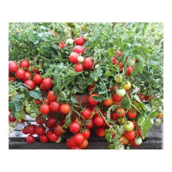 Seminte de tomate pentru balcon - Balconzbauer, Agrosem 4Gr.