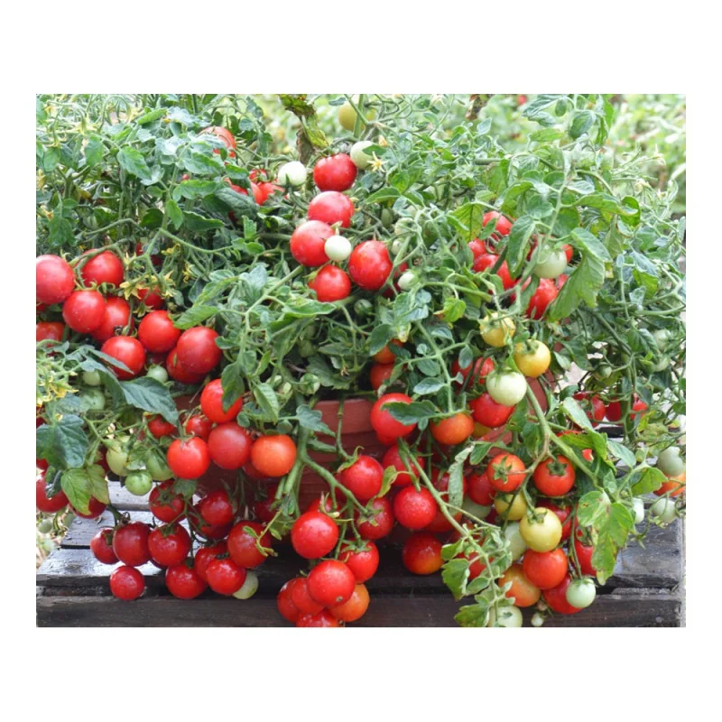Seminte de tomate pentru balcon - Balconzbauer, Agrosem 4Gr.