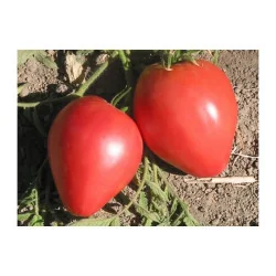 Seminte de tomate - Inima de Bou, Agrosem 4Gr.