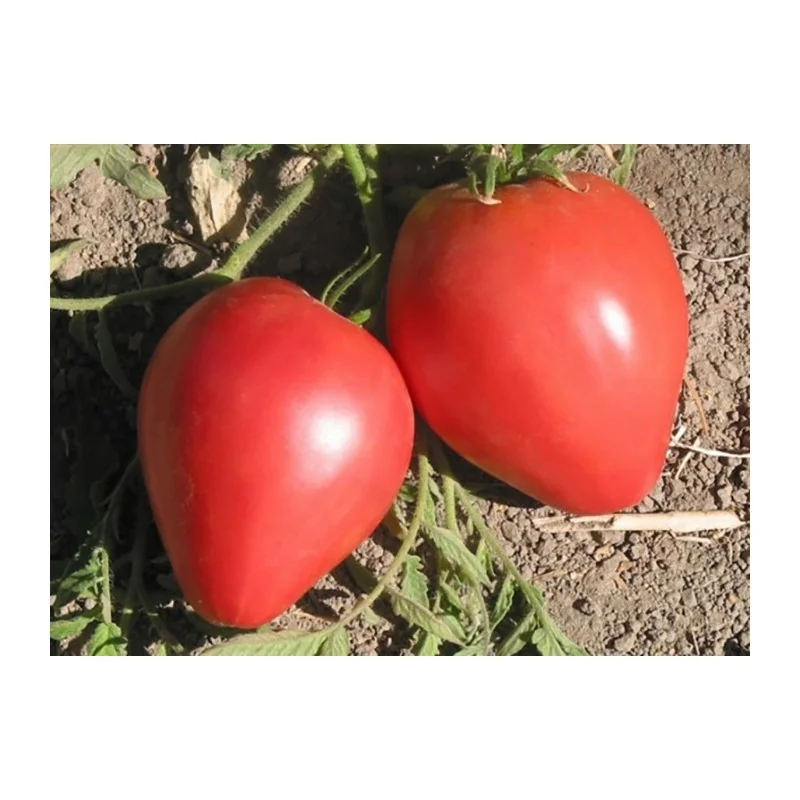 Seminte de tomate - Inima de Bou, Agrosem 4Gr.