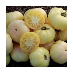 Seminte de tomate galbene mari, Agrosem 4Gr.