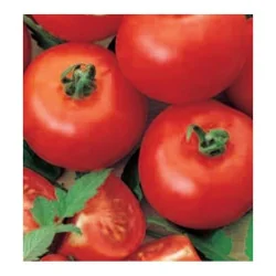 Seminte de tomate - Buzau 4, Agrosem